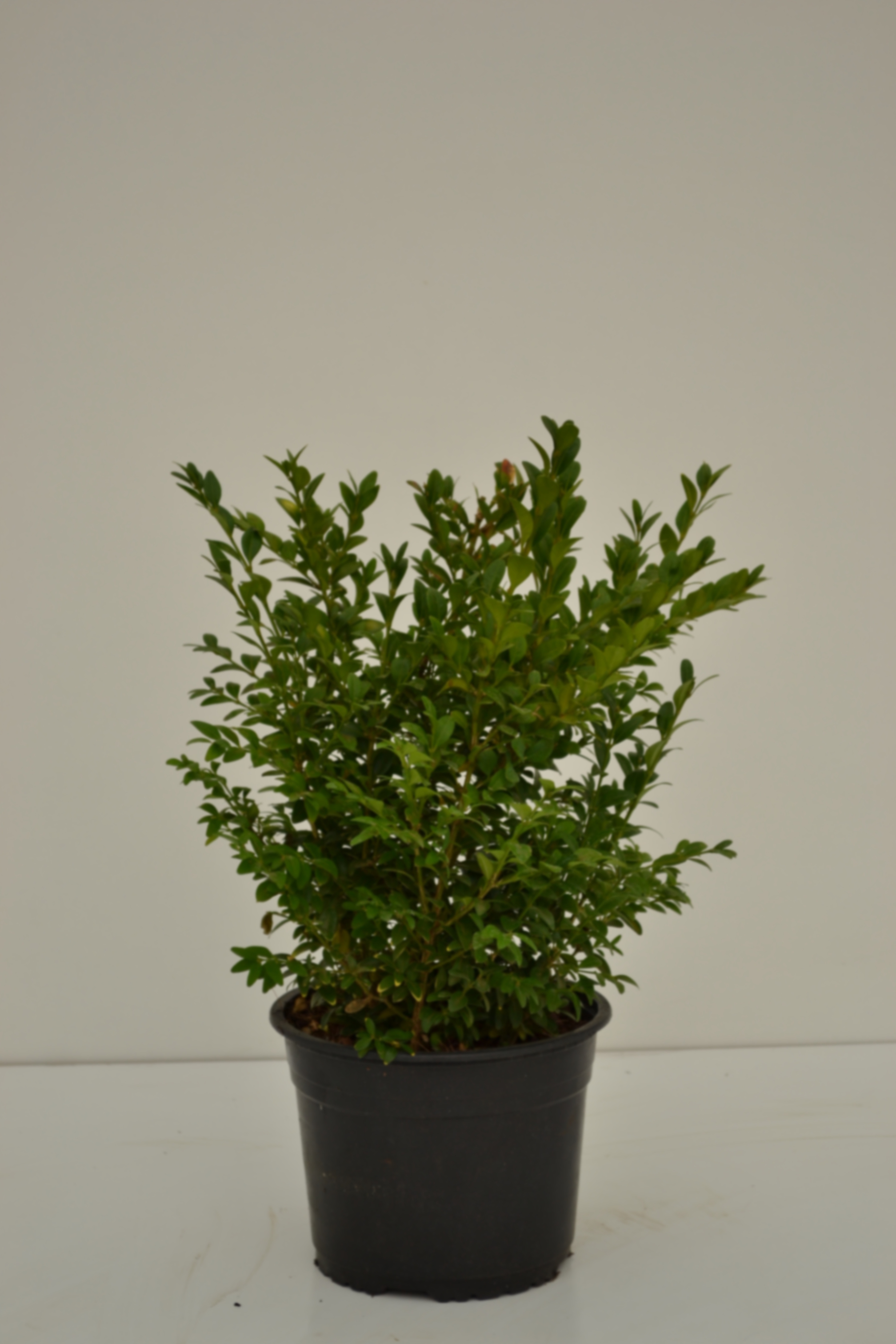 Самшит вечнозеленый Арборесценс